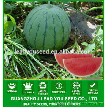 JW26 Tianmei stronger growth hybrid seedless watermelon seeds f1